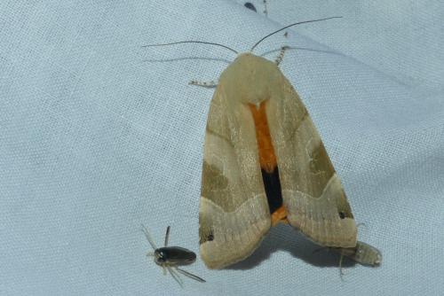 Réf. 234 386 : Noctua fimbriata